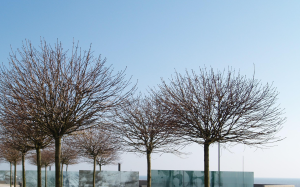 Blog title heading will go here image